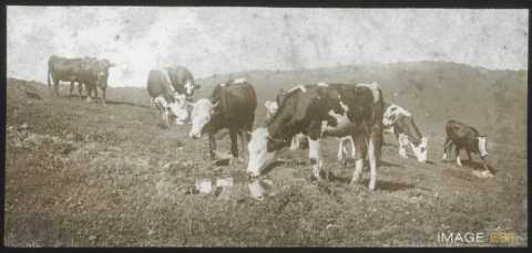 Troupeau de vaches (La Bresse)